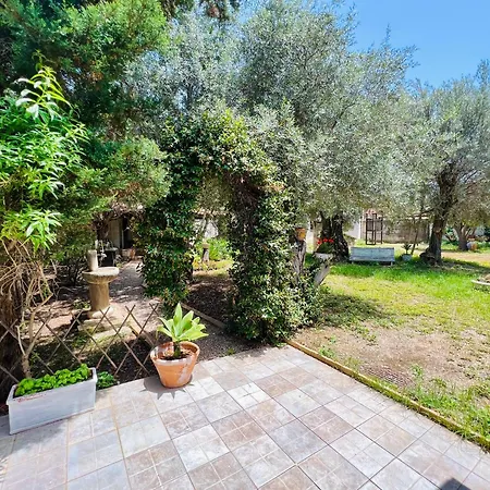 Olea * Carini